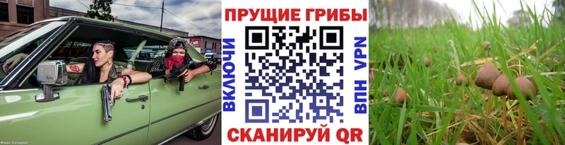 Псилоцибиновые грибы прущие грибы  Ижевск 